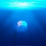 Mikayla Zulauf Profile Picture